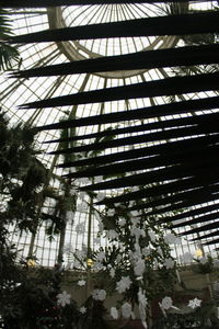 Low angle view of plants