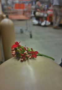 Close-up of red flower