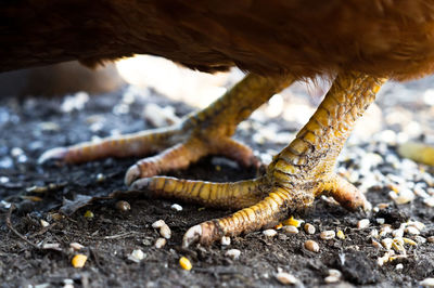 Close-up of legs of chicken on field