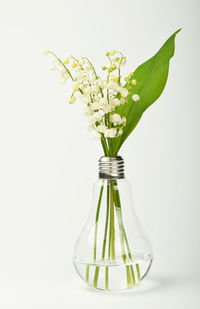 Close-up of flowers in light bulb against white background