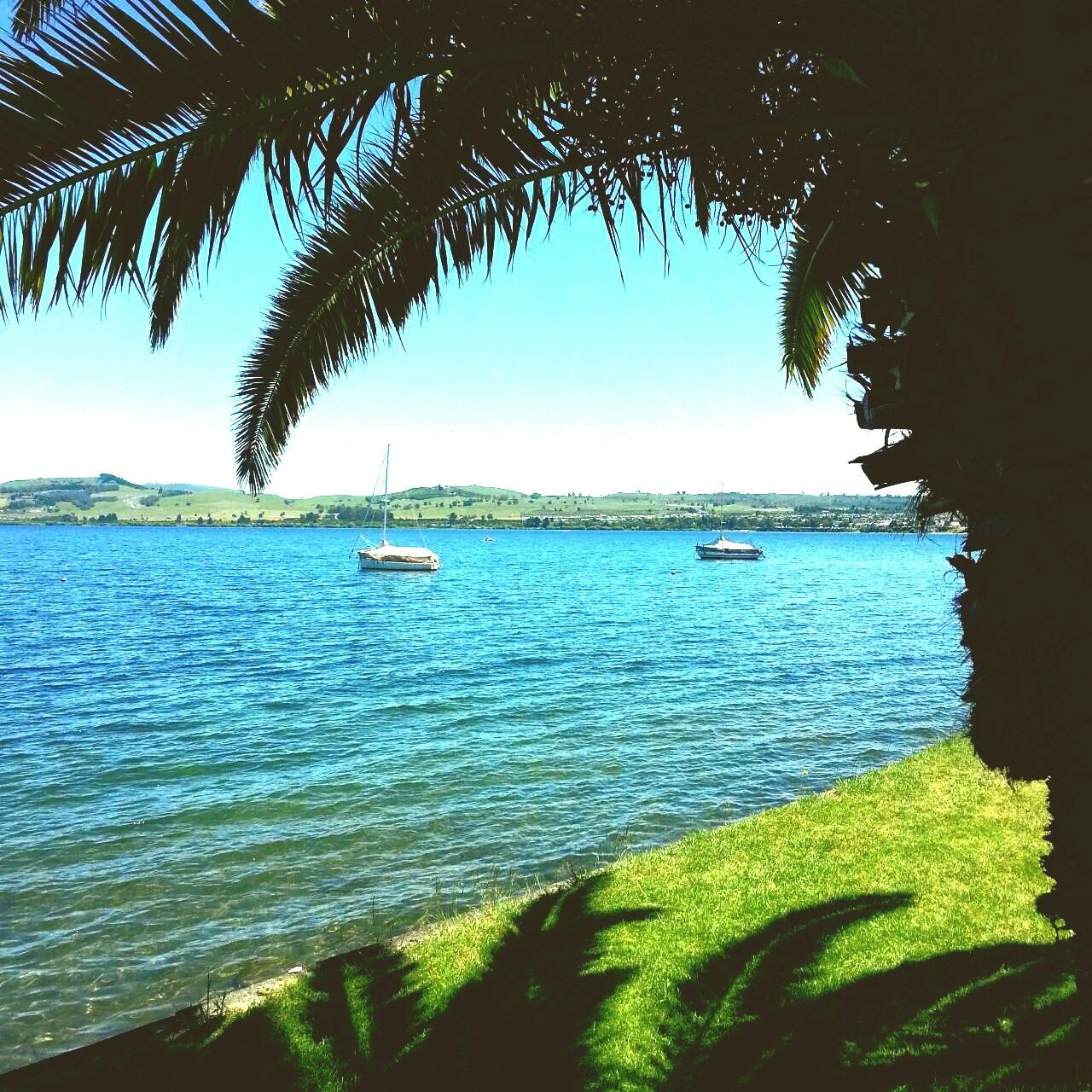 water, sea, nautical vessel, blue, tree, tranquil scene, tranquility, palm tree, boat, scenics, beauty in nature, nature, transportation, mode of transport, growth, sky, horizon over water, turquoise colored, moored, day