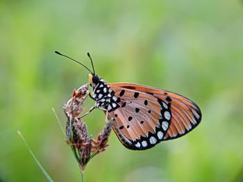 Beauty brown butterfly hanging on a wild brown grass flower plant