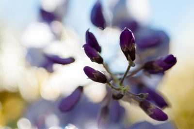 Close-up of purple flowers