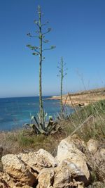 Plants on beach against clear blue sky