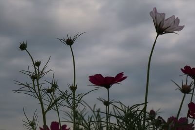 Close-up of red flowering plants against sky