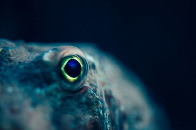 Close-up of animal eye