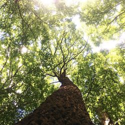 Low angle view of tree against sky