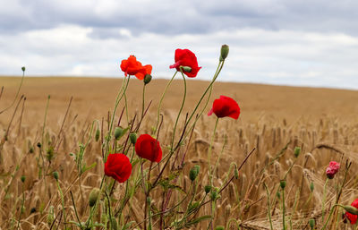 Red poppy flowers on field against sky