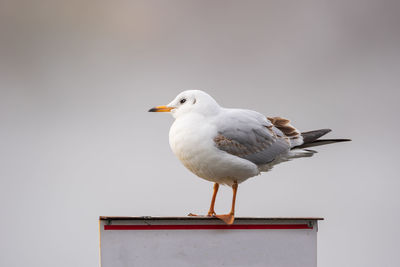 Close-up of seagull perching on signboard
