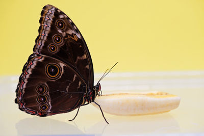 Close-up of butterfly