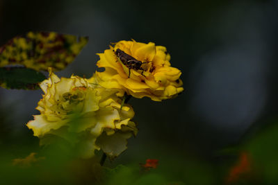 Close-up of insect on yellow flower