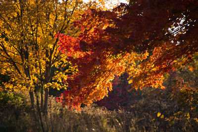 Trees in autumn