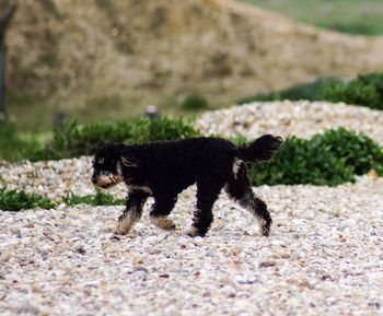 Black dog walking on a land