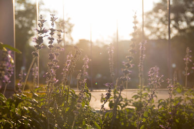 Purple flowering plants on field against sky during sunset