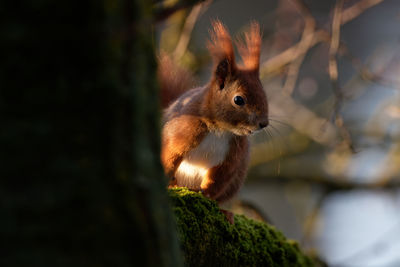 Close-up of squirrel on wood