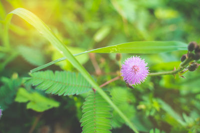 Close-up of pink flowering plant