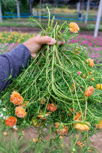 Hand holding flowering plant in field