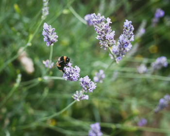 Close-up of bee pollinating on purple flower