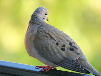 Close-up of bird perching outdoors