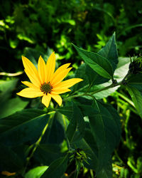 Close-up of yellow flowering plant