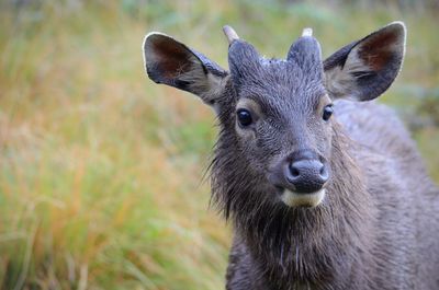 Close-up portrait of deer