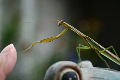 Close-up of praying  mantis on lawn ornament 