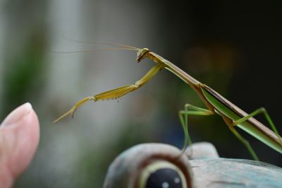 Close-up of insect on plant