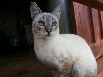 Portrait of cat looking at camera