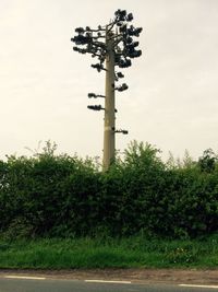 Low angle view of trees against sky