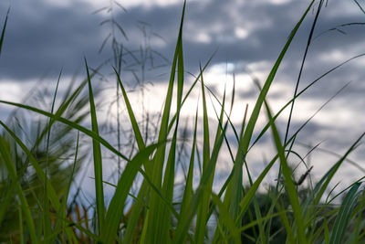 Close-up of grass growing on field against sky