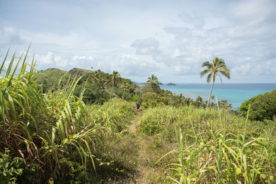 Distant view of teenage boy walking amidst plants on field