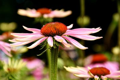 Close-up of pink flower