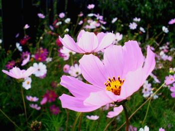 Close-up of cosmos flowers blooming outdoors