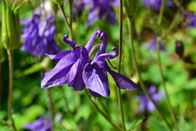 Close-up of purple flowering plant