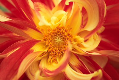 Close-up of orange flower