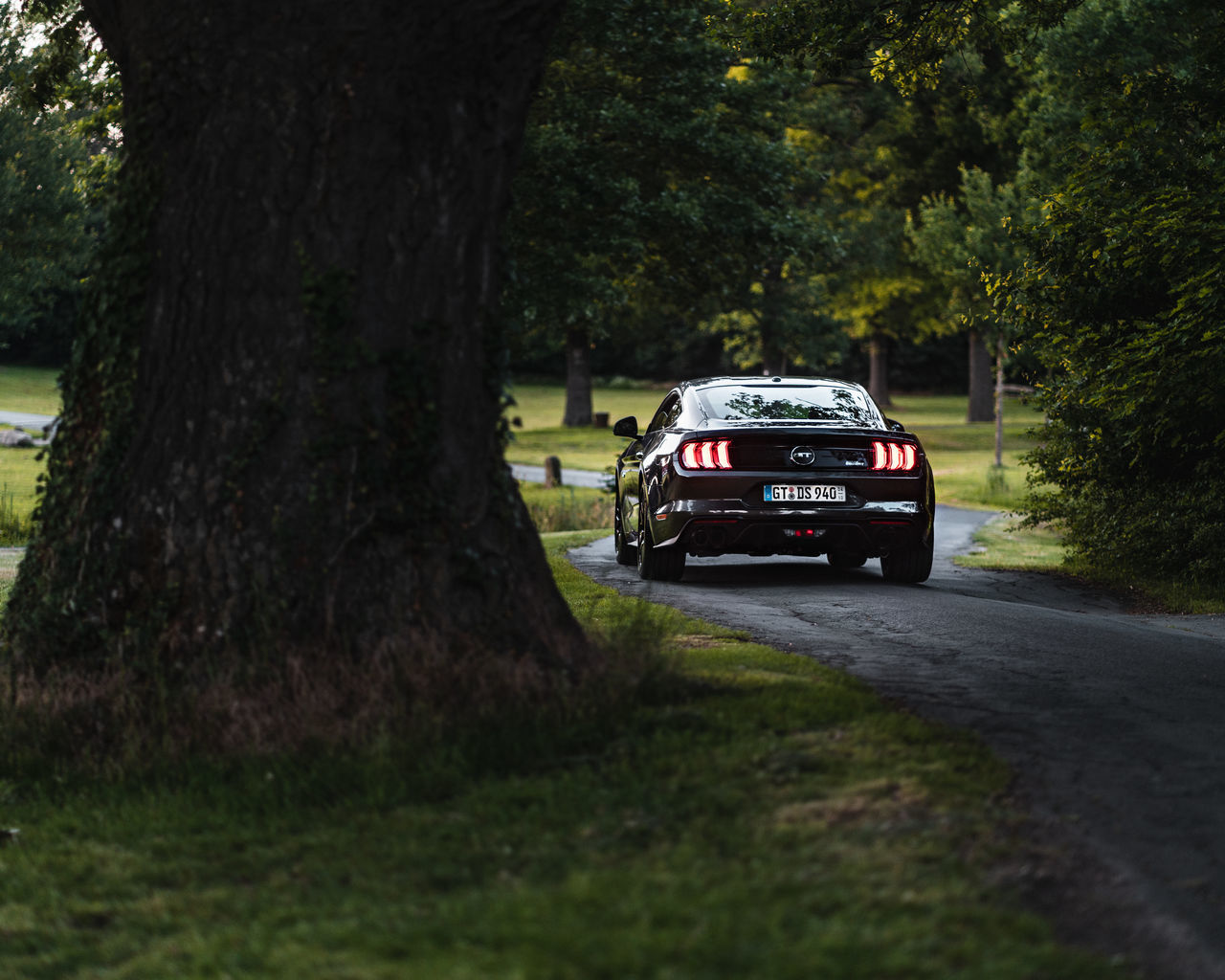 transportation, mode of transportation, motor vehicle, car, plant, tree, land vehicle, nature, vehicle, road, travel, driving, tree trunk, grass, trunk, outdoors, rallying, forest, land