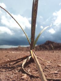 Close-up of plant on field against sky