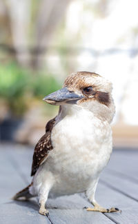 Close-up of bird perching on wood