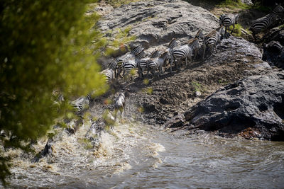 View of crocodile on rock