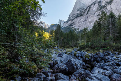 Scenic view of rocks in forest against sky