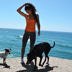 Full length of a dog on beach