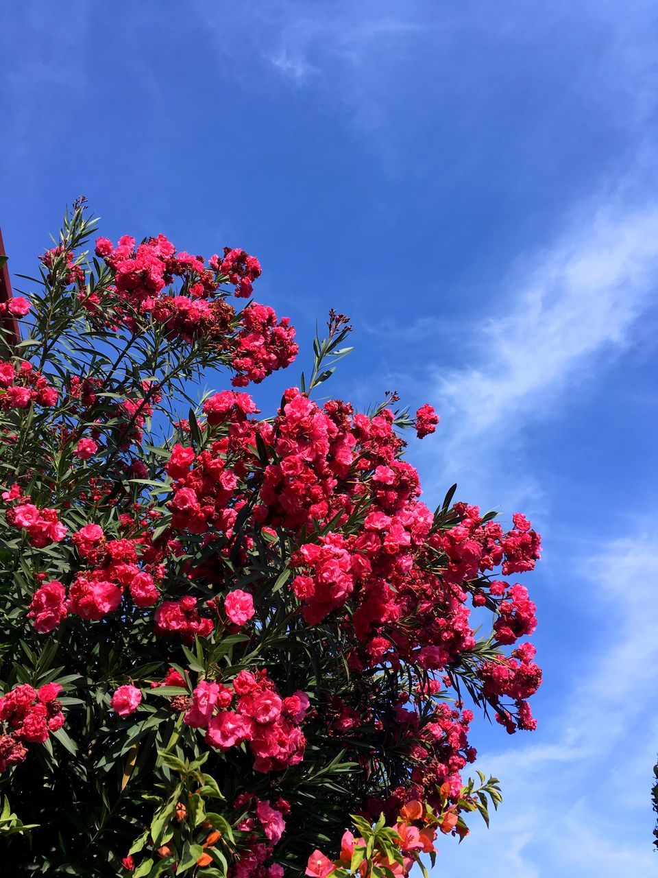flower, growth, fragility, beauty in nature, freshness, nature, low angle view, red, petal, blossom, pink color, outdoors, day, plant, springtime, sky, tree, blooming, cloud - sky, no people, flower head, close-up