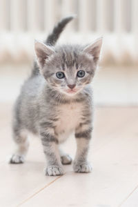 Portrait of kitten on table