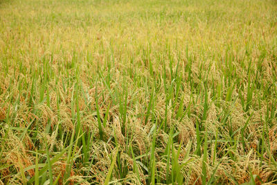 Full frame shot of corn field