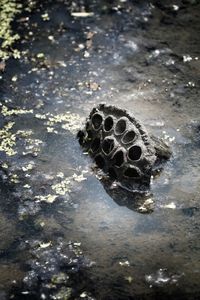 High angle view of turtle in sea