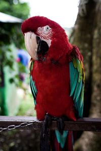 Close-up of parrot perching on wooden post