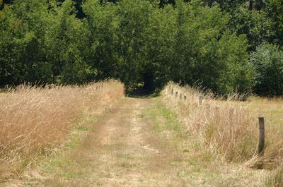 Trail along trees on field