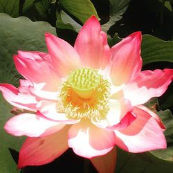 Close-up of pink flower