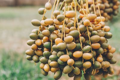 Close-up of berries growing on tree