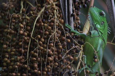 Close-up of lizard